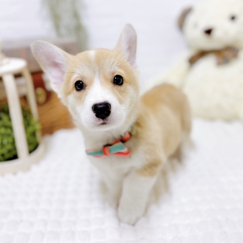 笑顔満点💯コーギーのにこちゃん🐕ペットショップ犬の家近江八幡
